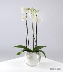Planted Arrangements