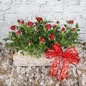 Rose, red, Biggin Hill, Plant, christmas