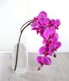 Pink Bottled Orchid