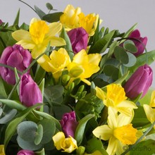 tulip, freesia, spring, handtie, spring, Mother’s Day, birthday, anniversry flowers, bouquet, bunch, gift,  flowers, Biggin Hill, Westerham, Orpington, Bromley, Sevenoaks, Florist, delivery, delivered