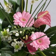 pink modern anthurium gerbera arrangement 