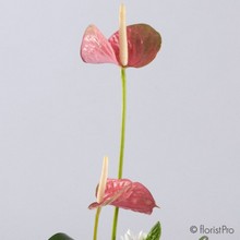 pink modern anthurium gerbera arrangement 