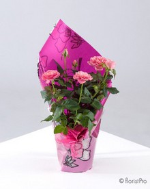 mini rose plant gift