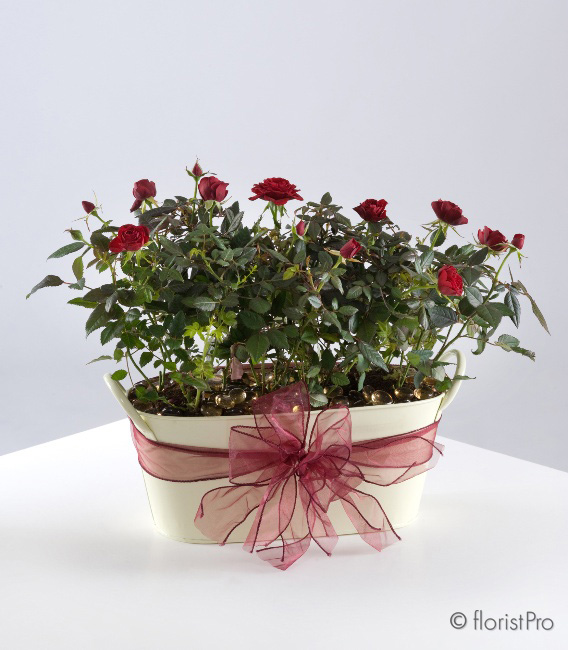 planted, mini rose, tub, gift,