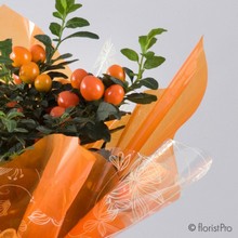 solanum, plant, autumn, orange, gift, www.thegravesendflorist.co.uk