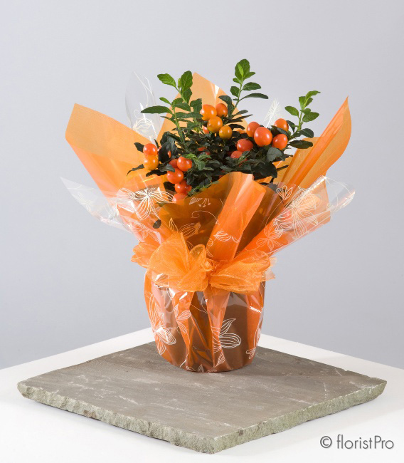 solanum, plant, autumn, orange, gift, www.thegravesendflorist.co.uk