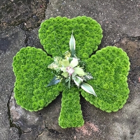 Shamrock